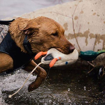 Dogs & Boats